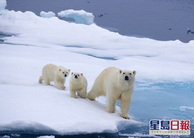 国际北极熊中心网页图片