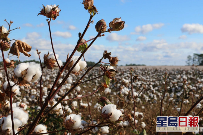 美國禁止新疆棉花紡織品等貨品進口,全球時裝業將受衝擊。(unsplash圖片)