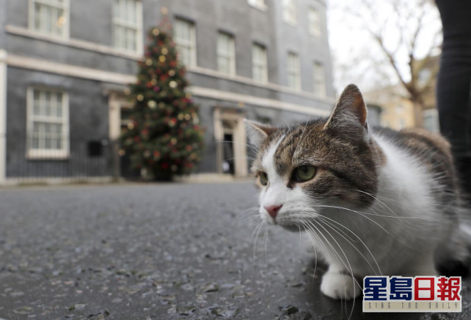 英國首相府第一貓拉里任職十周年。AP圖片
