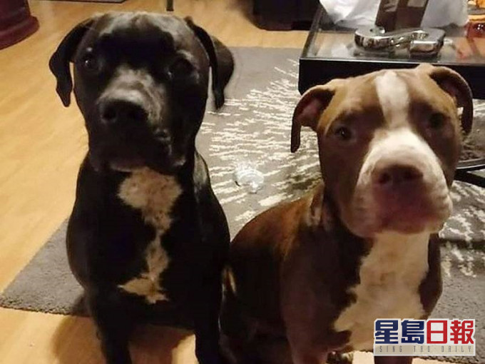 兩隻惡犬已被警方安樂死。ig