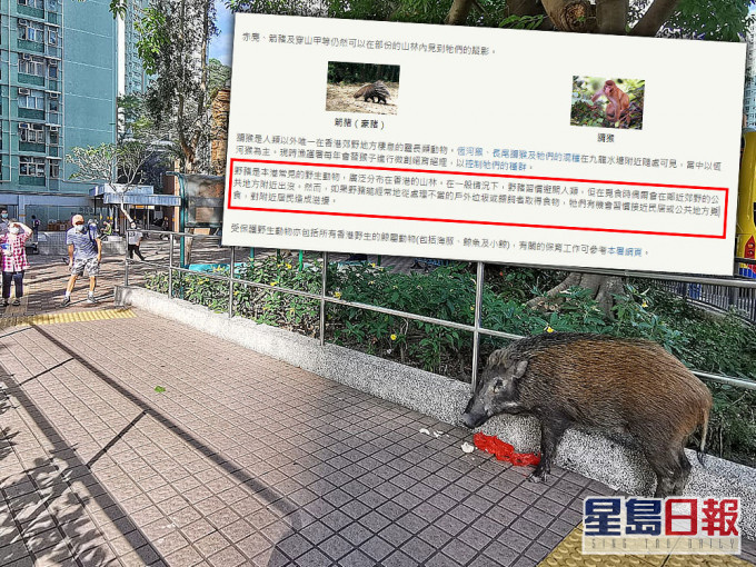 漁護署指「受保護野生動物」的網頁中有關野豬資料有錯誤故進行修正。資料圖片