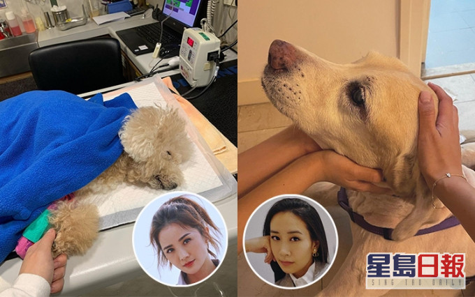 阿Sa與吳雨霏的愛犬都年紀老邁,機能開始退化,令作為主人的她們非常心痛。