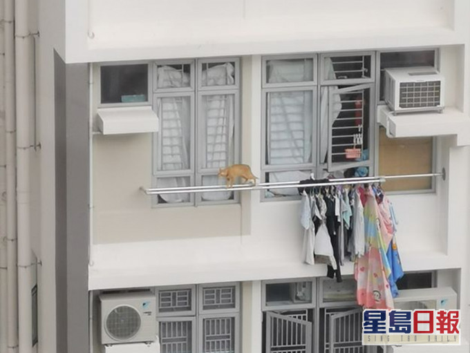 猫猫在27楼高的窗外晾衣杆上徘徊。facebook群组「天下猫猫一样猫群组」图片