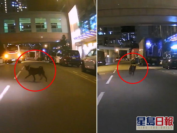 一隻黑狗在茵怡花園對出的馬路狂奔。網上片段截圖