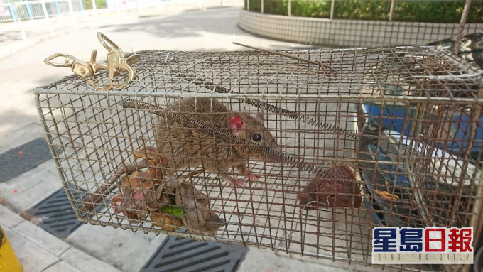 漢坦病毒由齧齒動物傳播。 資料圖片