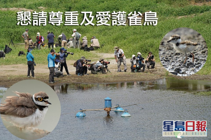 香港觀鳥會FB圖片