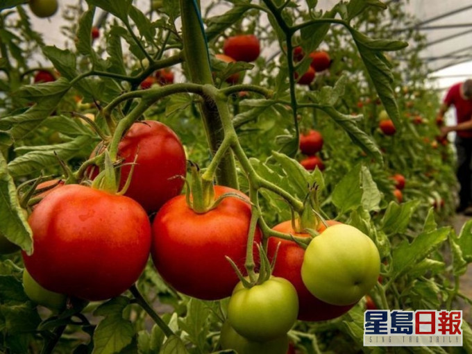 法國出現首宗番茄褐色皺紋病毒。網上圖片