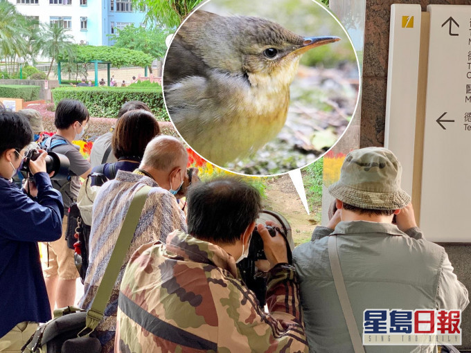 一眾鳥攝迷靜候北蝗鶯現身。