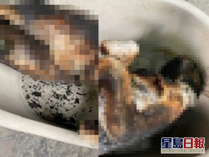 猫被烧至焦黑。网图