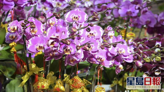 有尖沙咀商場化身「迷你年宵市場」讓花農開花檔。