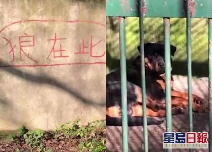 內地有民眾稱到動物園遊玩時,發現狼舍裏只有一頭狗。網上影片截圖