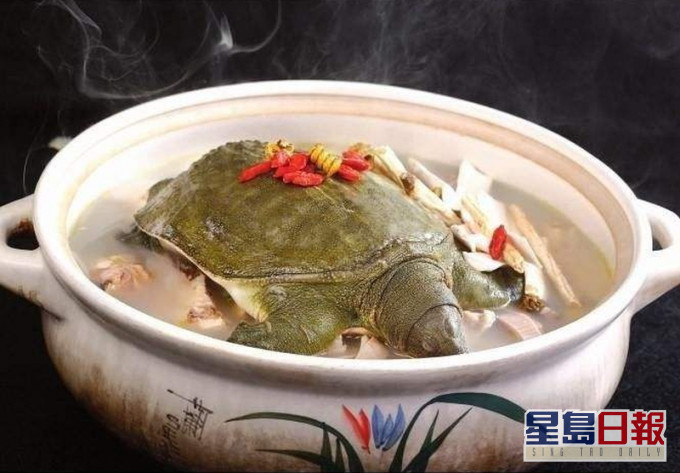 深圳不將人工繁殖飼養的龜及甲魚列禁食範圍。(網圖)