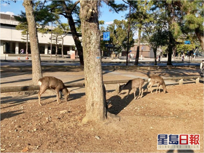 日媒報道指奈良鹿面臨糧食短缺的問題。「日刊SPA!」圖片