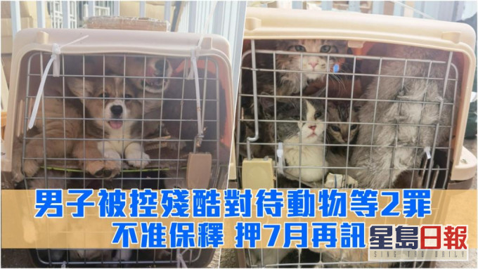 案中部分猫狗。