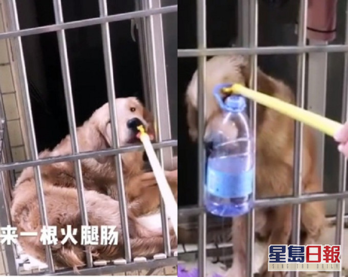 留守的金毛尋回犬在窗台享受鄰居的美食。網上圖片