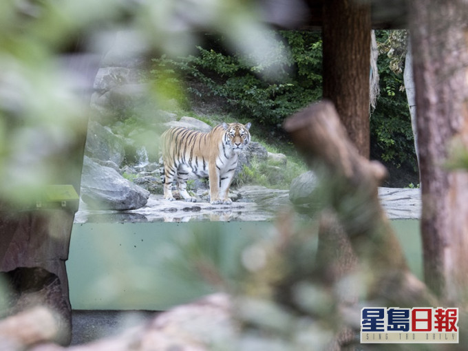 蘇黎世動物園內另一頭西伯利亞虎。AP