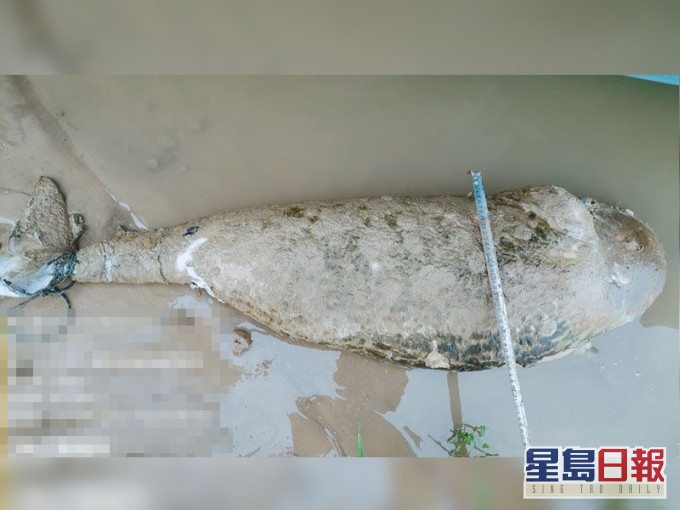 餘幹縣康山水域發現一頭死亡江豚。網圖