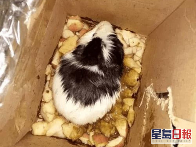 「香港集運」早前在一個正準備集運的密封包裹內，竟發現一隻活生生的天竺鼠。「香港集運」Facebook圖片