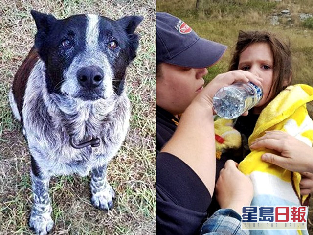 失明半聾忠心老犬守護迷路3歲少主16小時後終獲救 星島日報