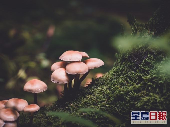 男子將可以產生迷幻作用的蘑菇煮沸,注射至靜脈內。Unsplash圖片