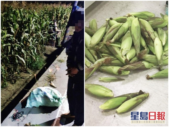 台灣警方拘捕一名56歲姓連的小偷，發現他一共犯下8宗偷竊案，均與偷割栗米有關。網圖