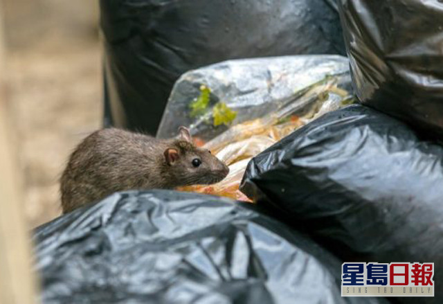申訴專員主動調查食環署執行防治鼠患工作成效。 資料圖片