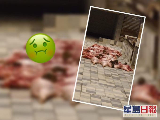 逾10隻老鼠食豬肉「開餐」