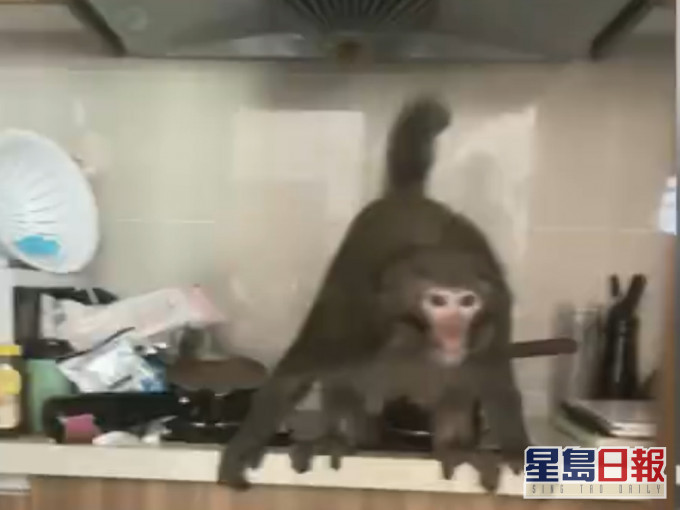 貴州省貴陽市近日屢有民眾單位遭猴子闖入。影片截圖