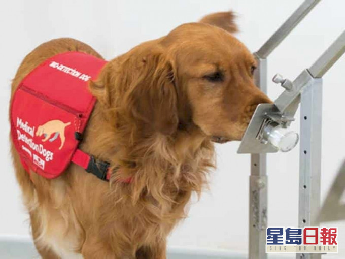 一般認為,每種疾病都會觸發一種獨特的氣味。訓練醫療犬嗅出新冠病毒成為可能。(網圖)