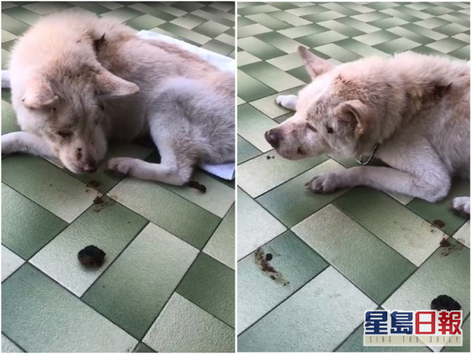 遇襲唐狗身沾污糞便。