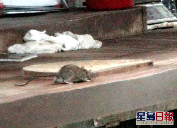 老婦感染大鼠戊型肝炎。資料圖片