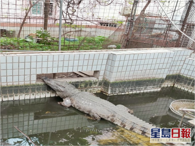 鱷魚現時的體型接近1米9。網圖