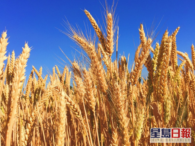 商务部对澳洲进口大麦徵收反倾销税。Unsplash图片