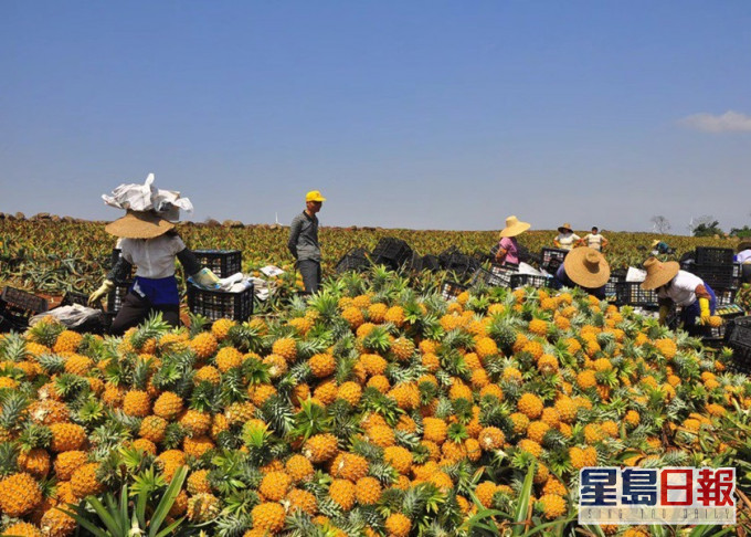 徐聞縣菠蘿收購價創30年新高。網圖