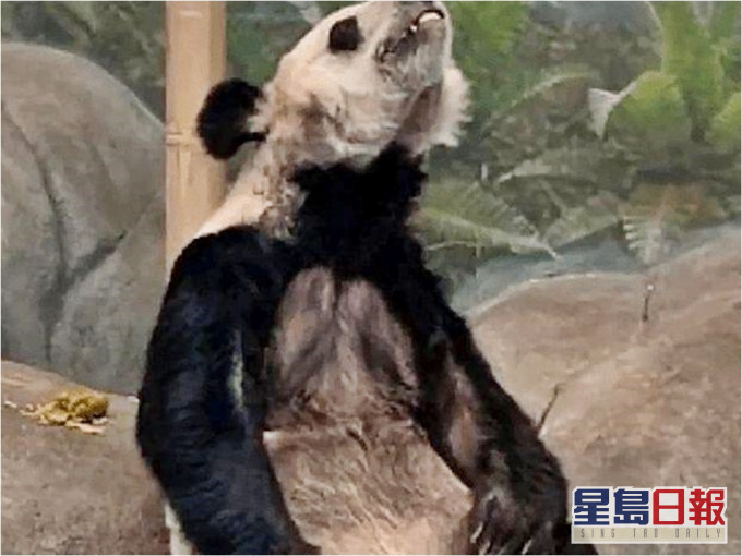 借给美国动物园的2只熊猫疑受虐待。网图