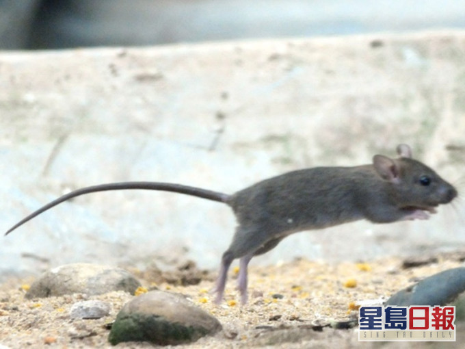去年鼠患情况加剧。资料图片