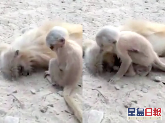 媽媽觸電死亡,猴子BB依偎不捨。網上圖片