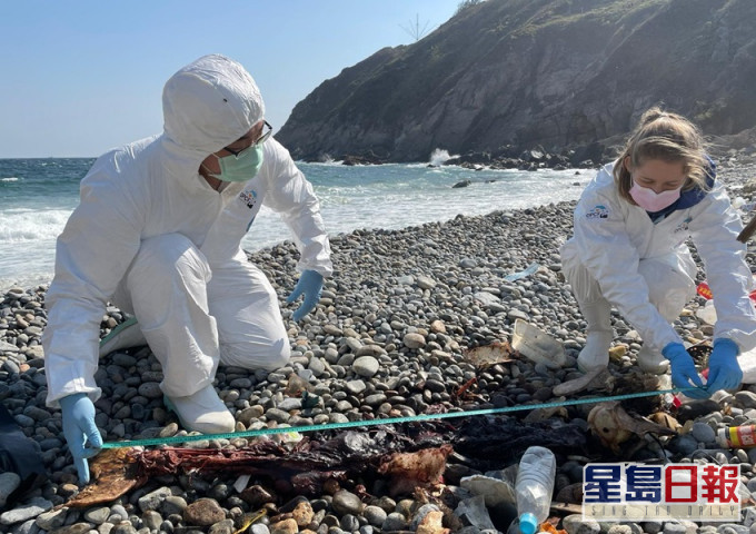 海洋公园保育基金人员检走江豚尸体，作进一步剖验。海洋公园保育基金图片