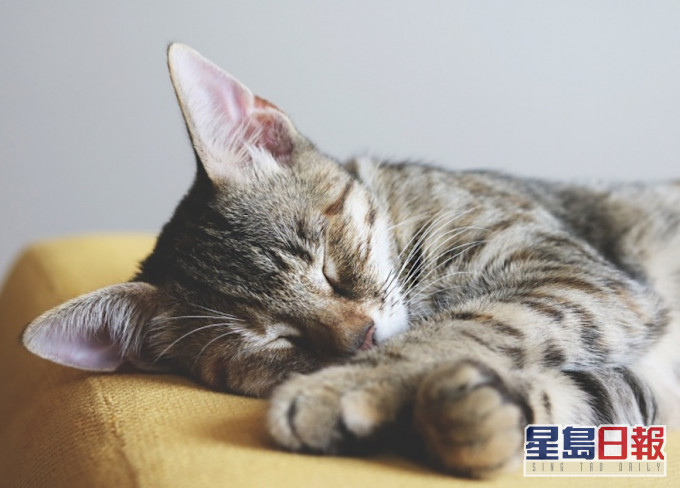渔护署强调养宠物人士在任何情况下,绝不应弃养宠物。示意网图