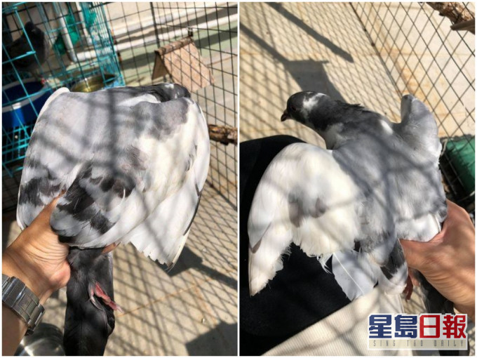 有野鸽被人剪去两翼。香港动物报FB图片