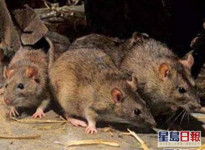 內蒙古發生第2宗鼠疫死亡病例。資料圖片