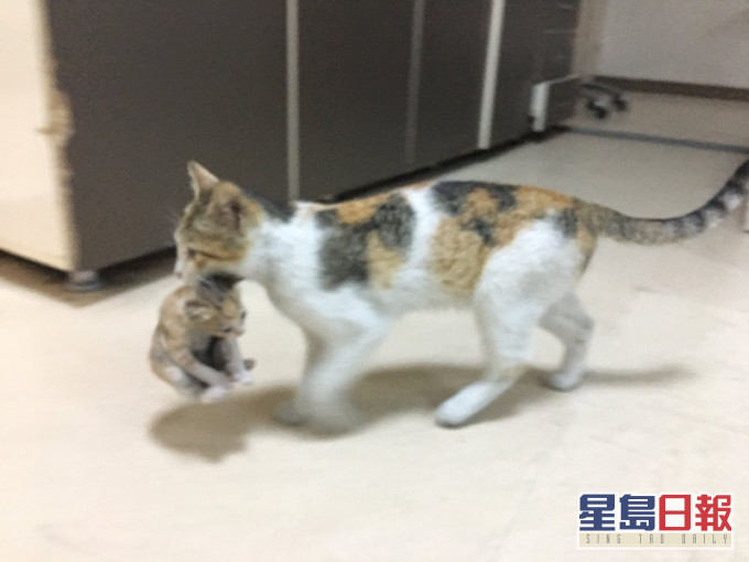 貓媽媽叼貓仔闖急診室求救。Twitter