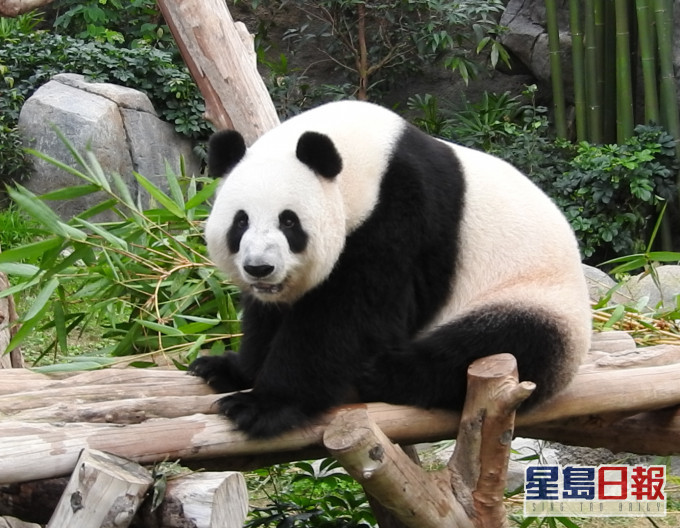 園方指,大熊貓盈盈自7月中開始出現妊娠症狀。