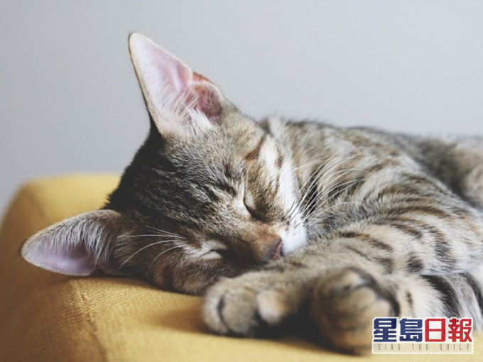 渔护署强调养宠物人士在任何情况下,绝不应弃养宠物。示意网图