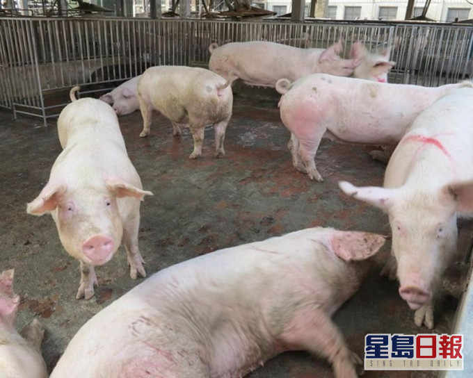 內地研發的非洲豬瘟疫苗已完成近3000頭豬的臨床試驗。 網圖