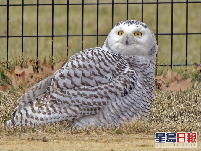 雪鴞事隔130年再現紐約。網圖