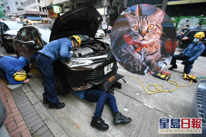 花貓「肥妹」從車底逃出走入雜貨店。