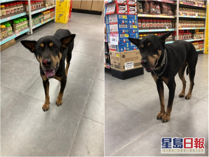 鼻子受傷的狗「富仔」 ,昨晚誤入佐敦一間食品店,惹來棄養疑雲。網上圖片