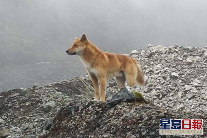 新畿內亞歌唱犬絕跡半世紀後重現。(網圖)