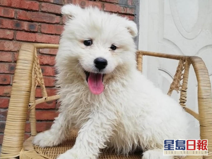 西摩犬目前被寄養在寵物店。網圖